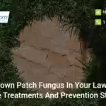 brown-patch-fungus-in-your-lawn-effective-treatments-and-prevention-strategies