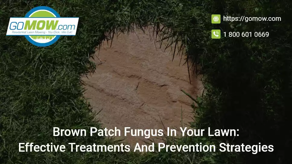 brown-patch-fungus-in-your-lawn-effective-treatments-and-prevention-strategies