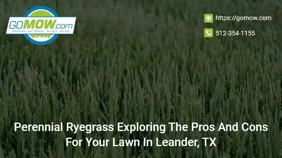 Perennial RyeGrass: Exploring The Pros And Cons For Your Lawn In Leander, TX