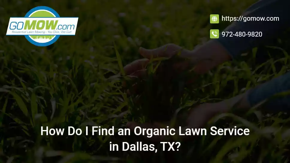 how-do-i-find-an-organic-lawn-service-in-dallas-tx