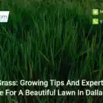 ryegrass-growing-tips-and-expert-care-guide-for-a-beautiful-lawn-in-dallas-tx