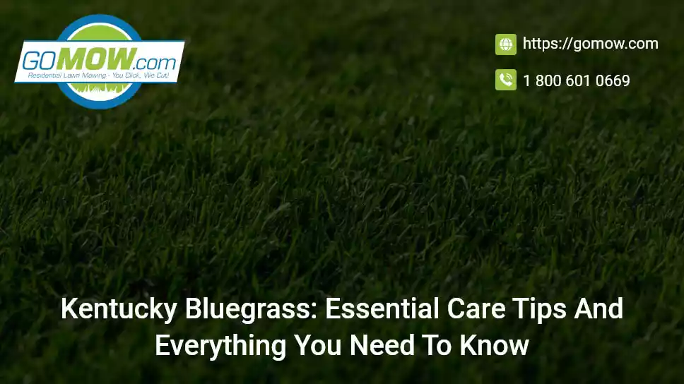 Kentucky Bluegrass: Essential Care Tips And Everything You Need To Know
