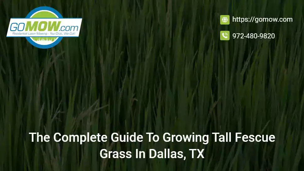The Complete Guide To Growing Tall Fescue Grass In Dallas, TX