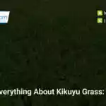 learn-everything-about-kikuyu-grass-gomow