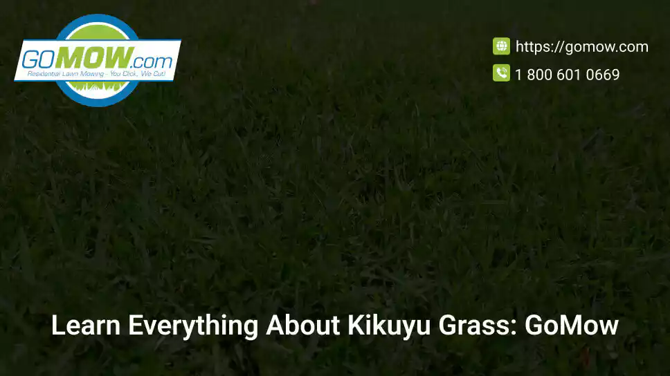 Learn Everything About Kikuyu Grass: GoMow